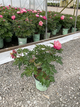 Paeonia 'Smithopus3' PPAF¶