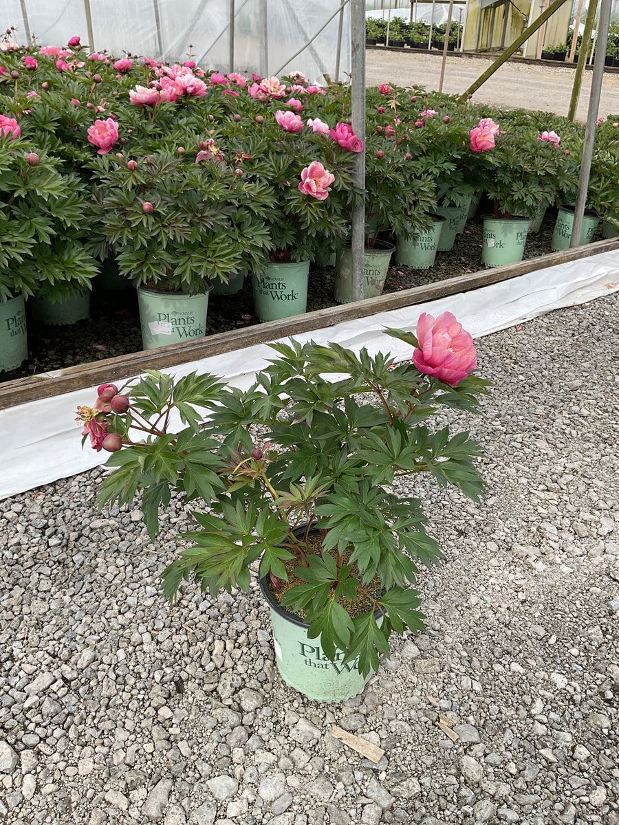 Paeonia 'Smithopus3' PPAF¶