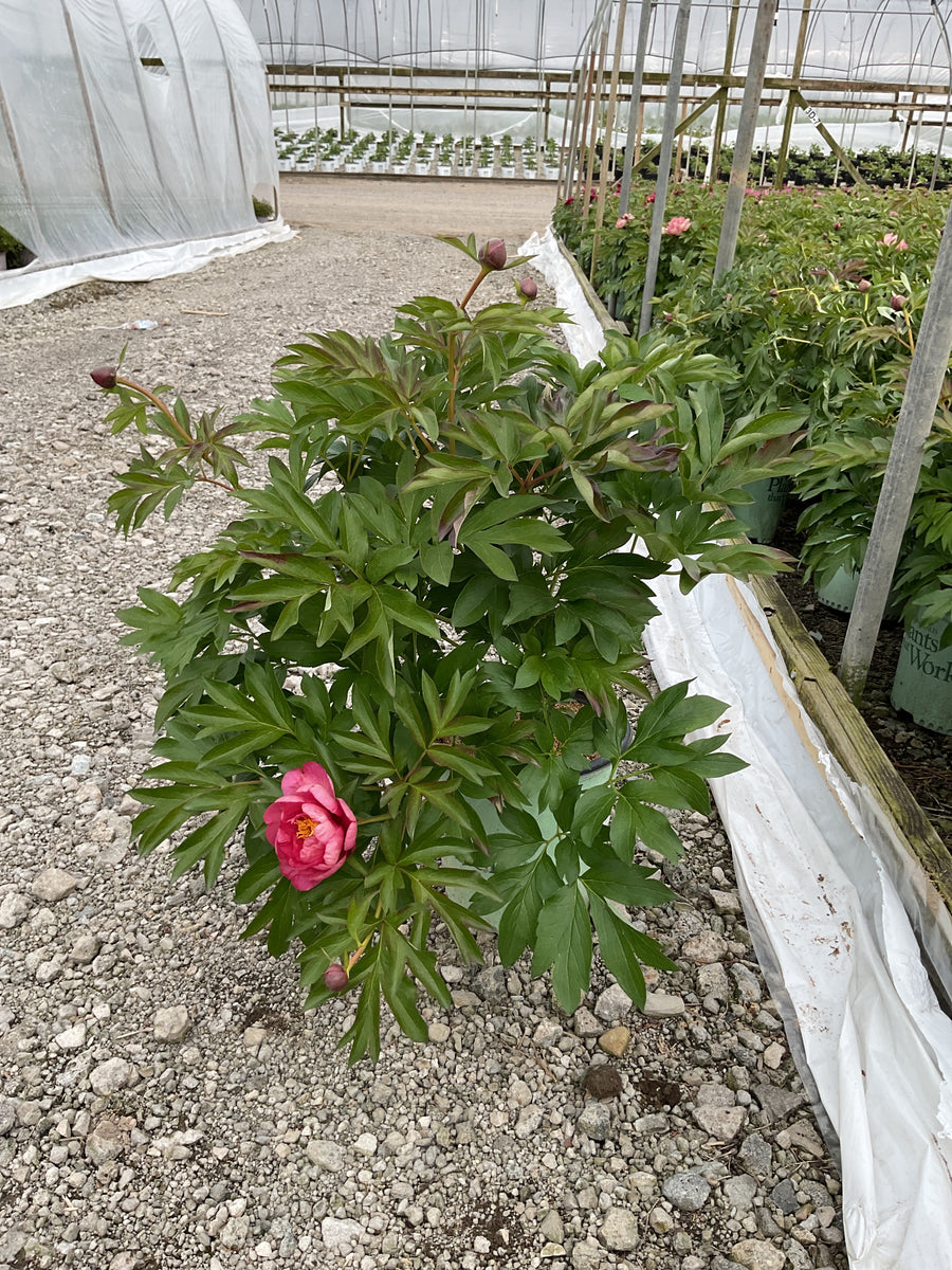 Paeonia 'Smithopus5' PPAF
