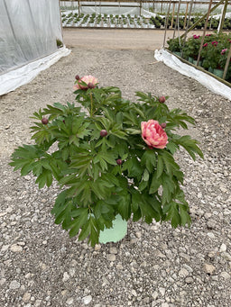 Paeonia × Itoh ‘All That Jazz’