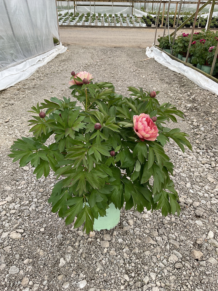 Paeonia × Itoh ‘All That Jazz’