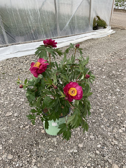 Paeonia 'Smithopus7'
