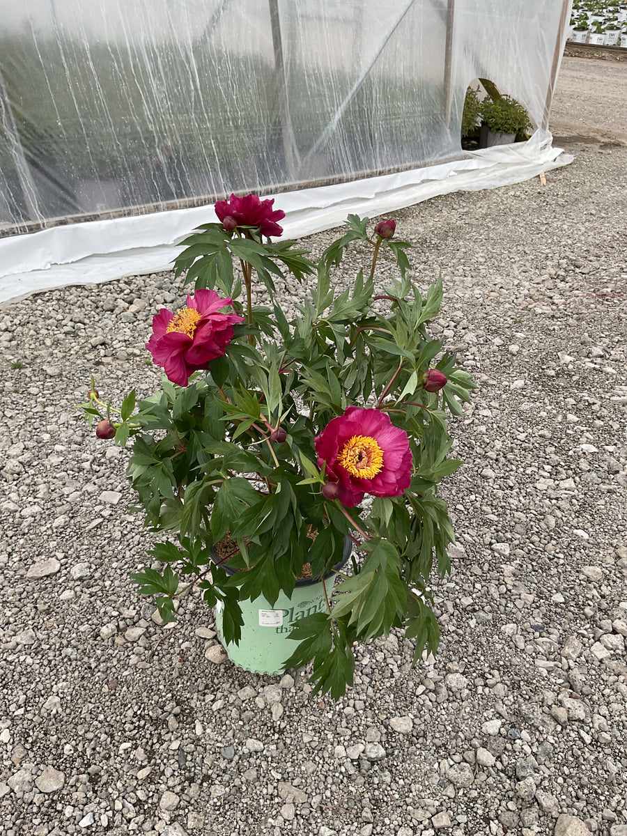 Paeonia 'Smithopus7'