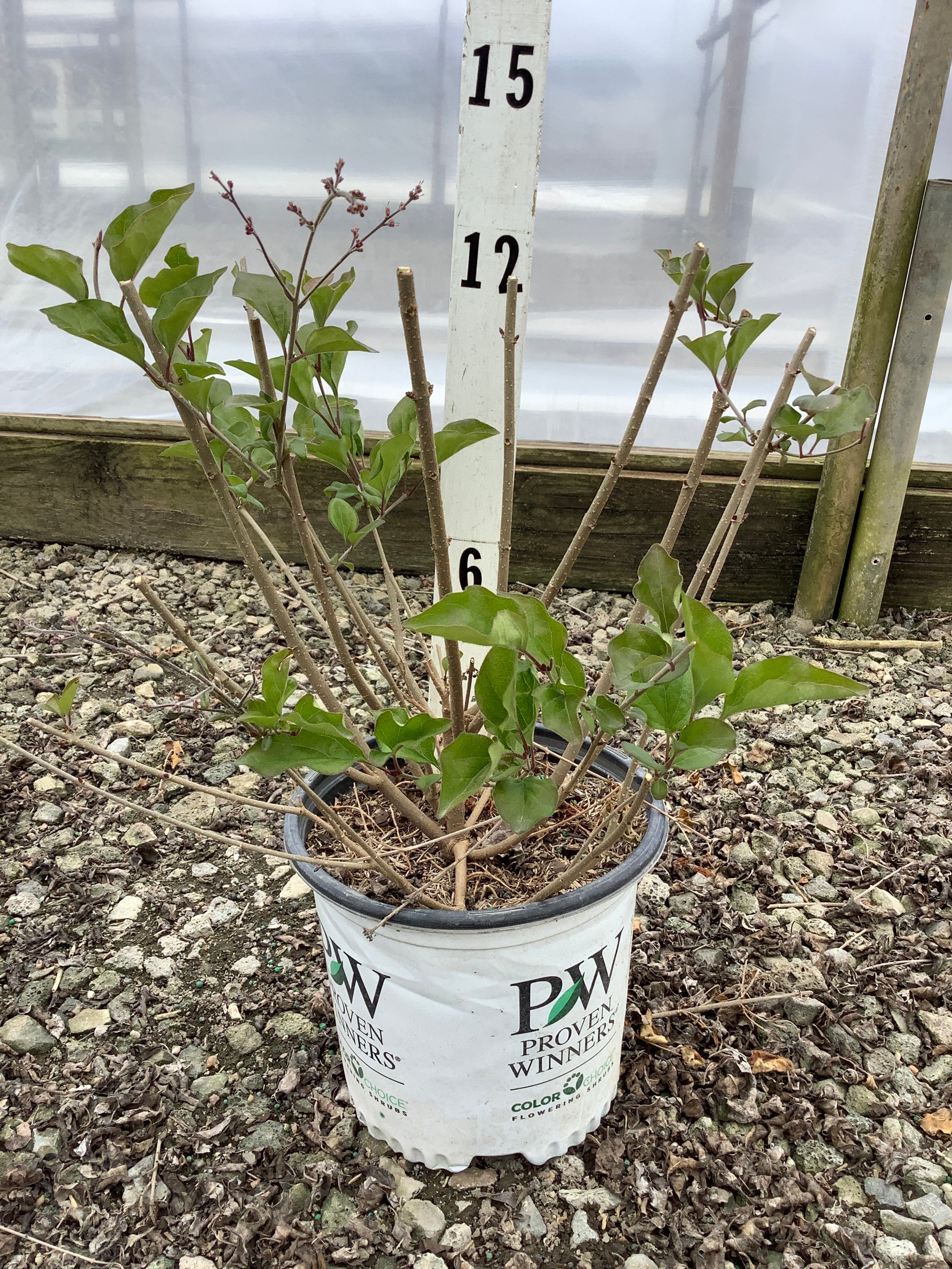 Syringa x 'Penda'
