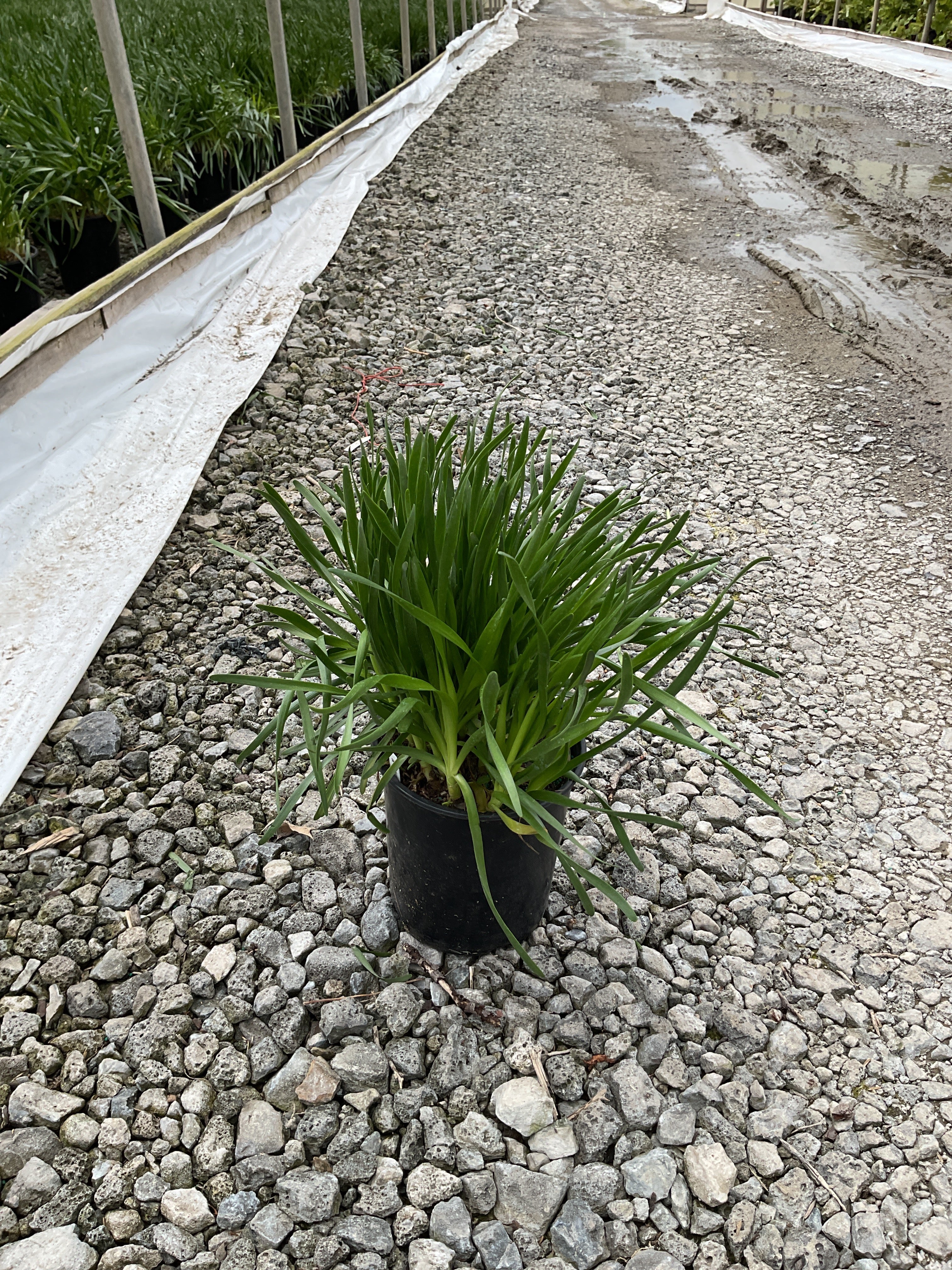 Allium lusitanicum 'Summer Beauty'
