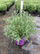 Caryopteris x clandonensis 'Blauer Splatz'