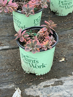 Sedum dazzling 'Dynamite'