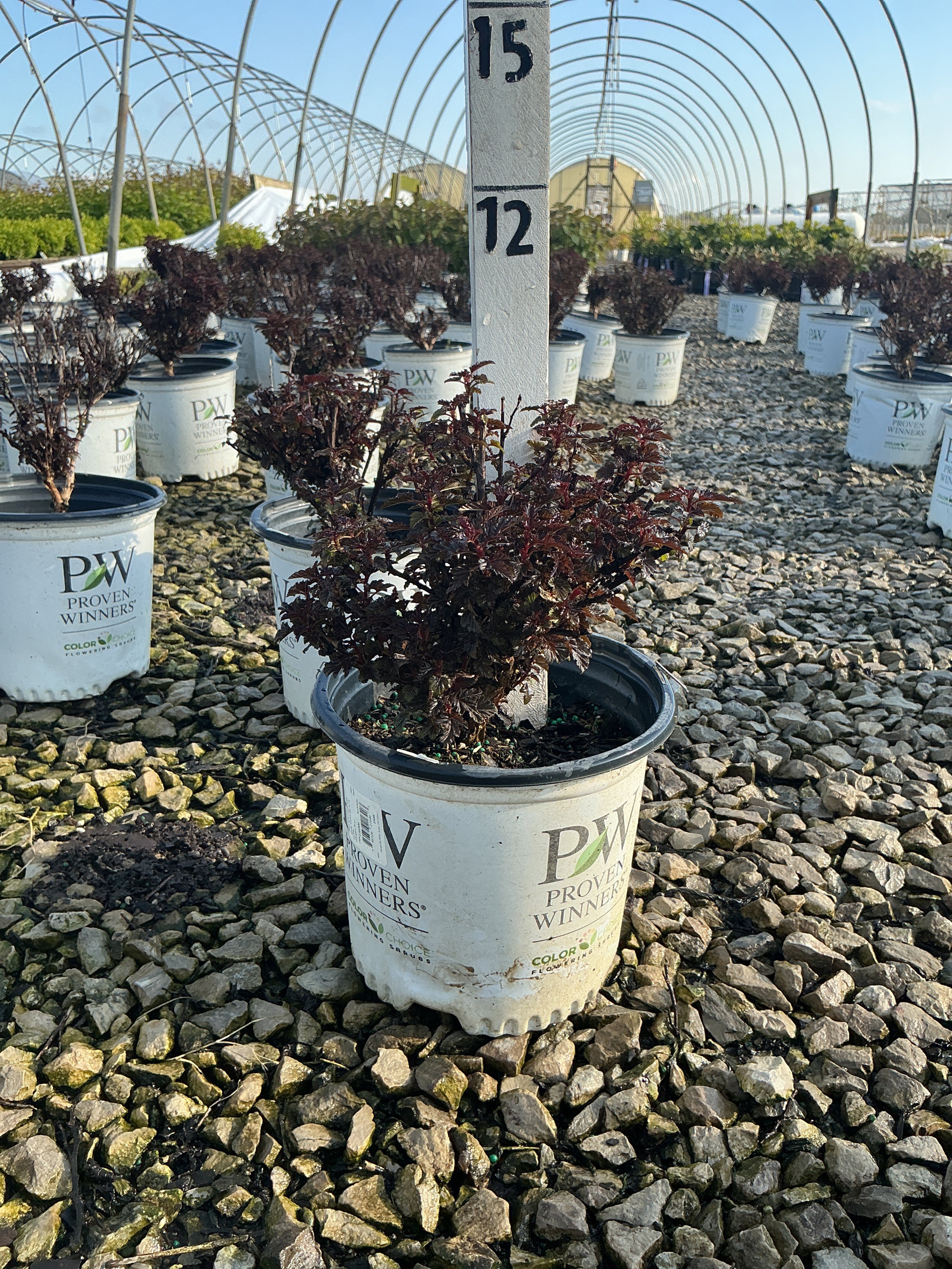 Physocarpus O 'Smr Wine Black'