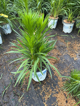 Liatris S '‘Alba’'