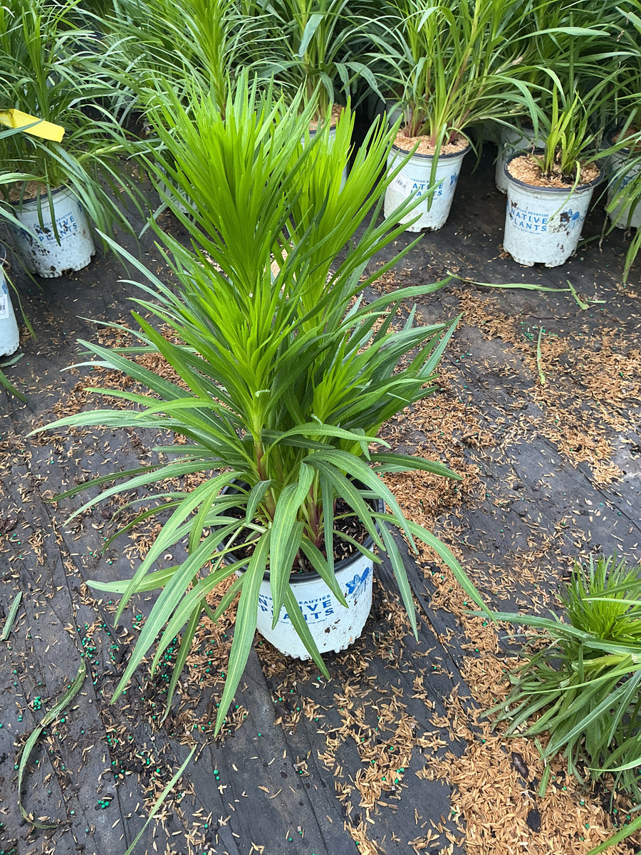 Liatris S '‘Alba’'