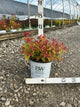 Spiraea japonica 'Tracy'