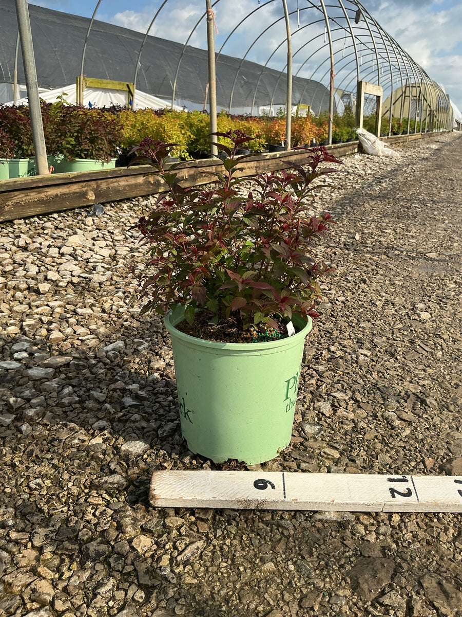 Spiraea empire 'Ice Dragon' — G1