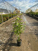 Syringa x hyacinthiflora 'Declaration'
