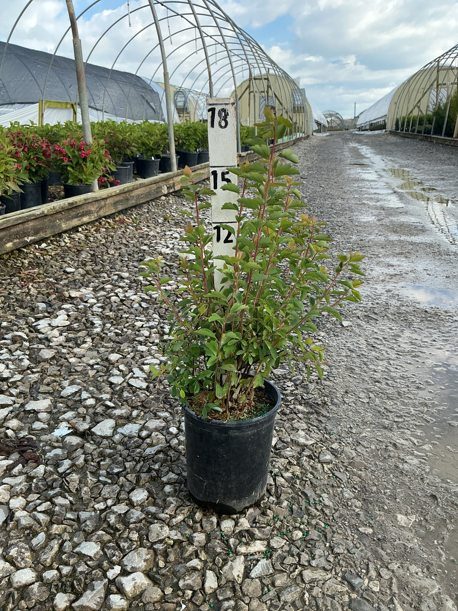 Spiraea x vanhouttei 'Renaissance' — G1