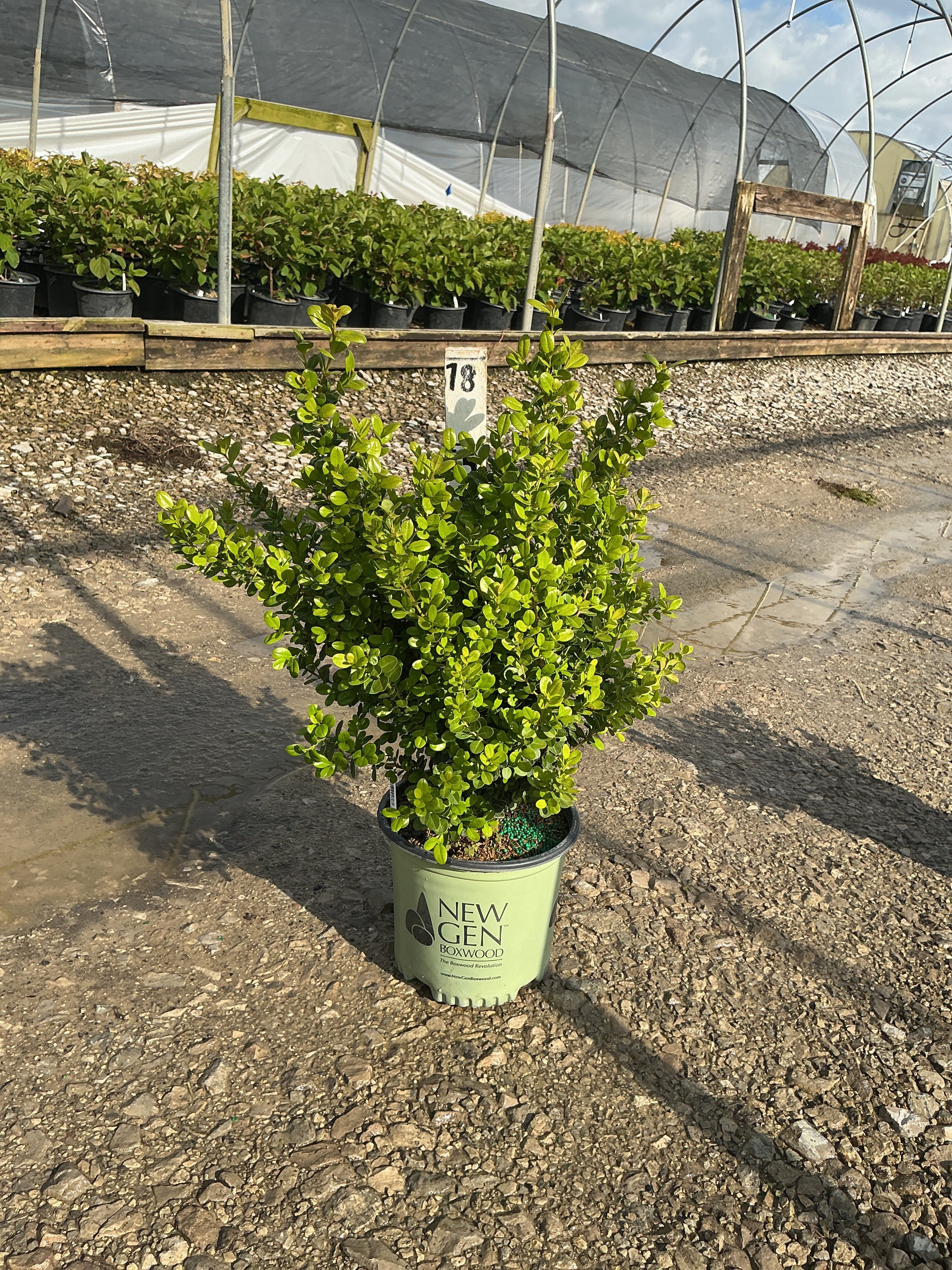 Buxus newgen 'Freedom'