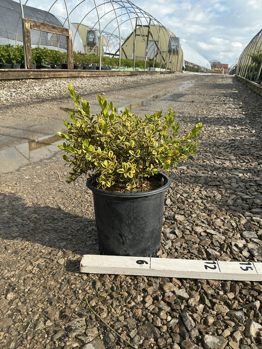 Buxus 'Gold Gem' — 19CM 8