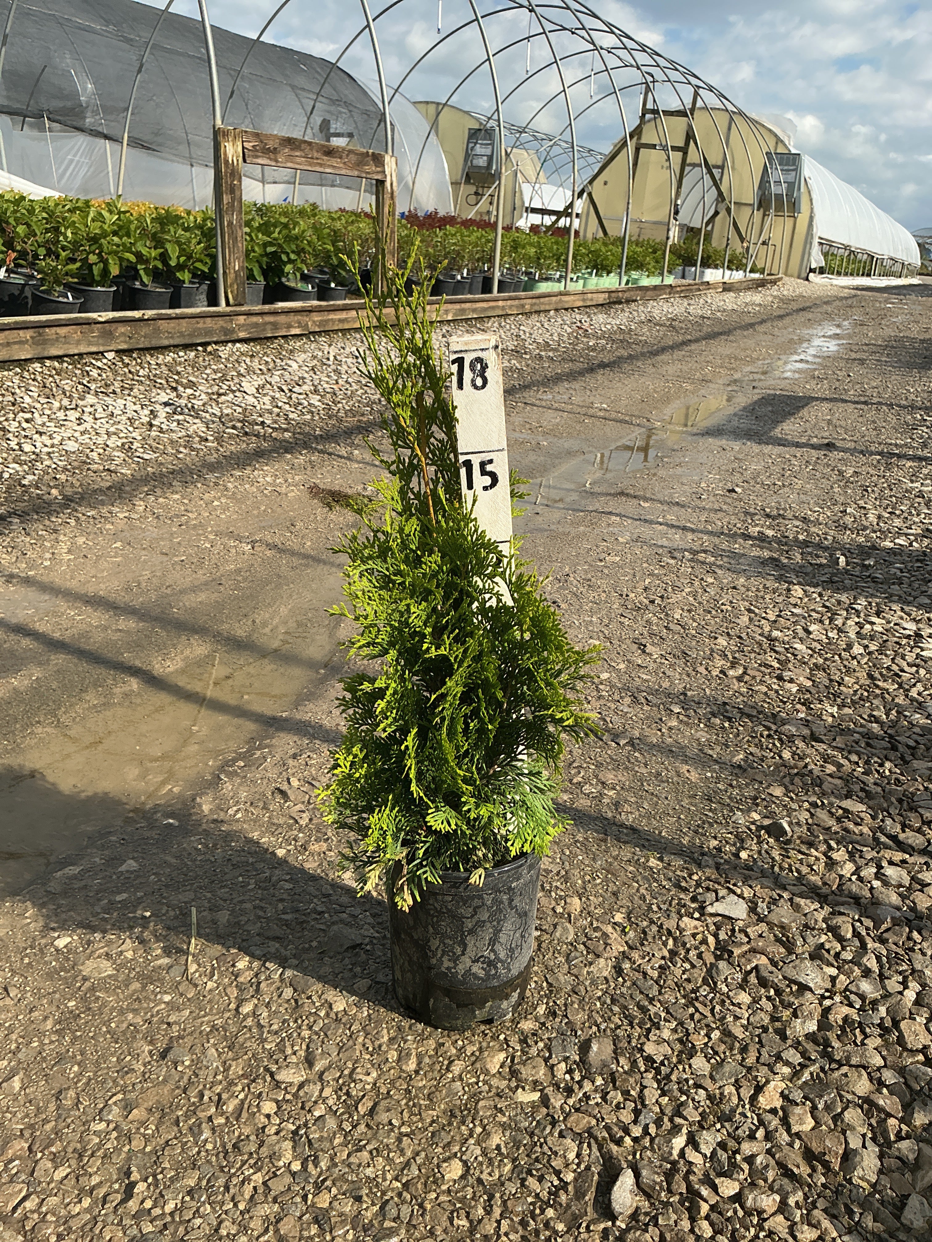 Thuja occidentalis 'Art Boe'