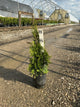 Thuja occidentalis 'Art Boe'