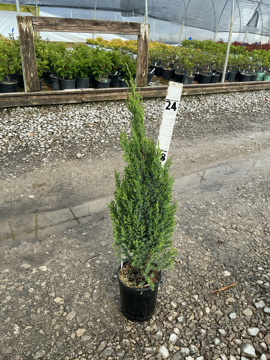 Juniperus chinensis 'Blue Point' — G1 12