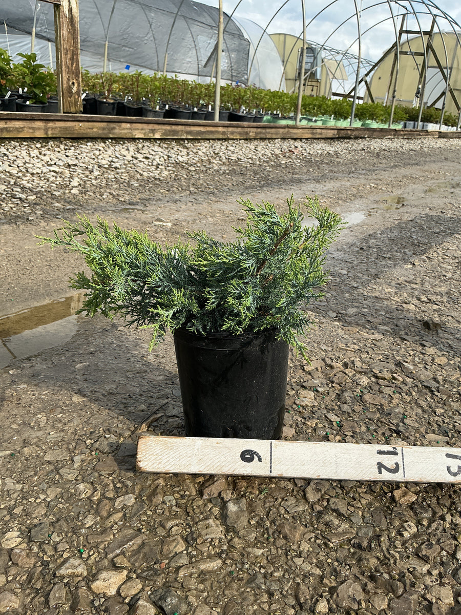 Juniperus virginiana 'Grey Owl' — G1