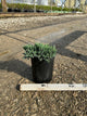 Juniperus squamata 'Blue Star'