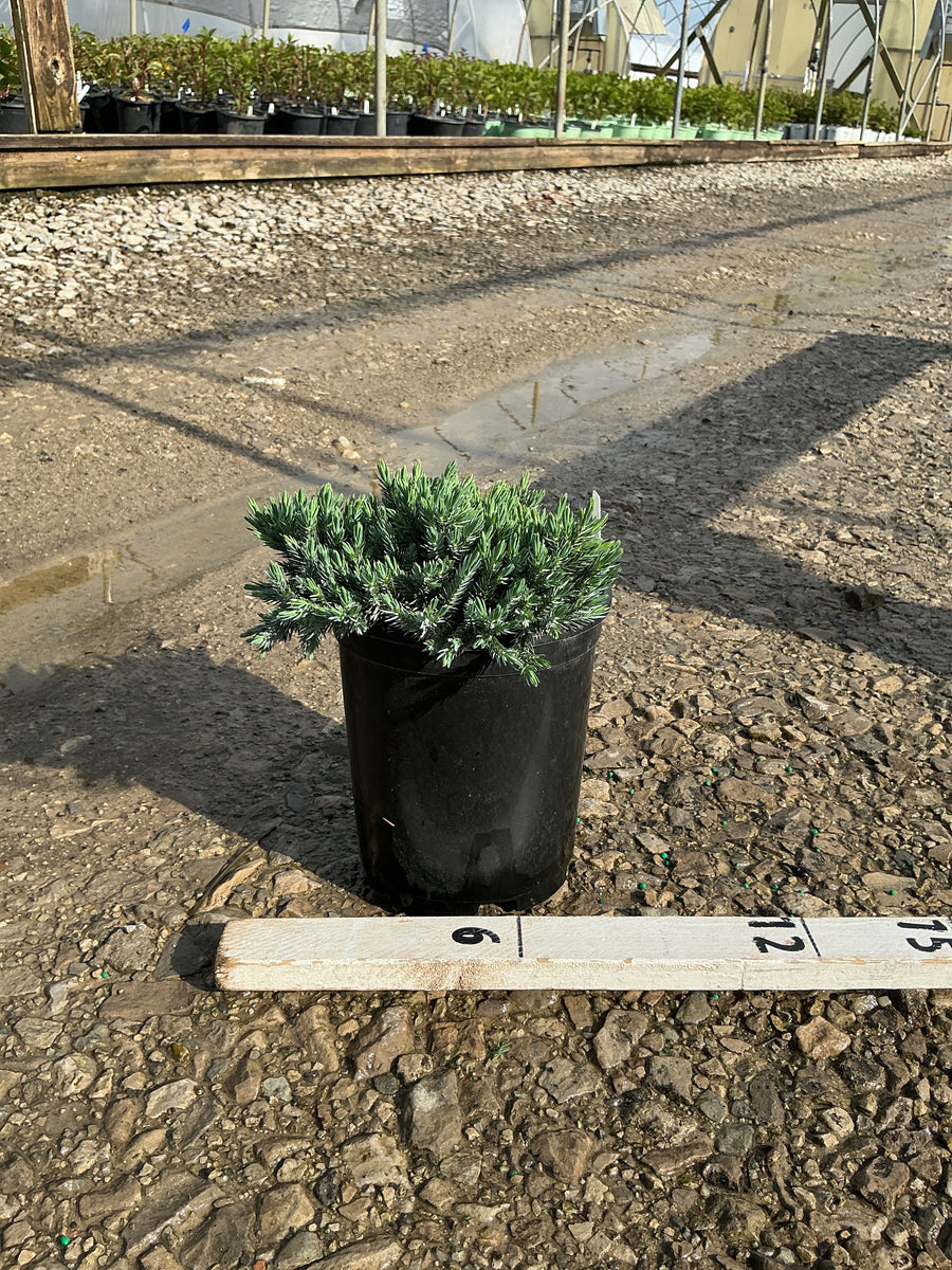 Juniperus squamata 'Blue Star' — G1 6