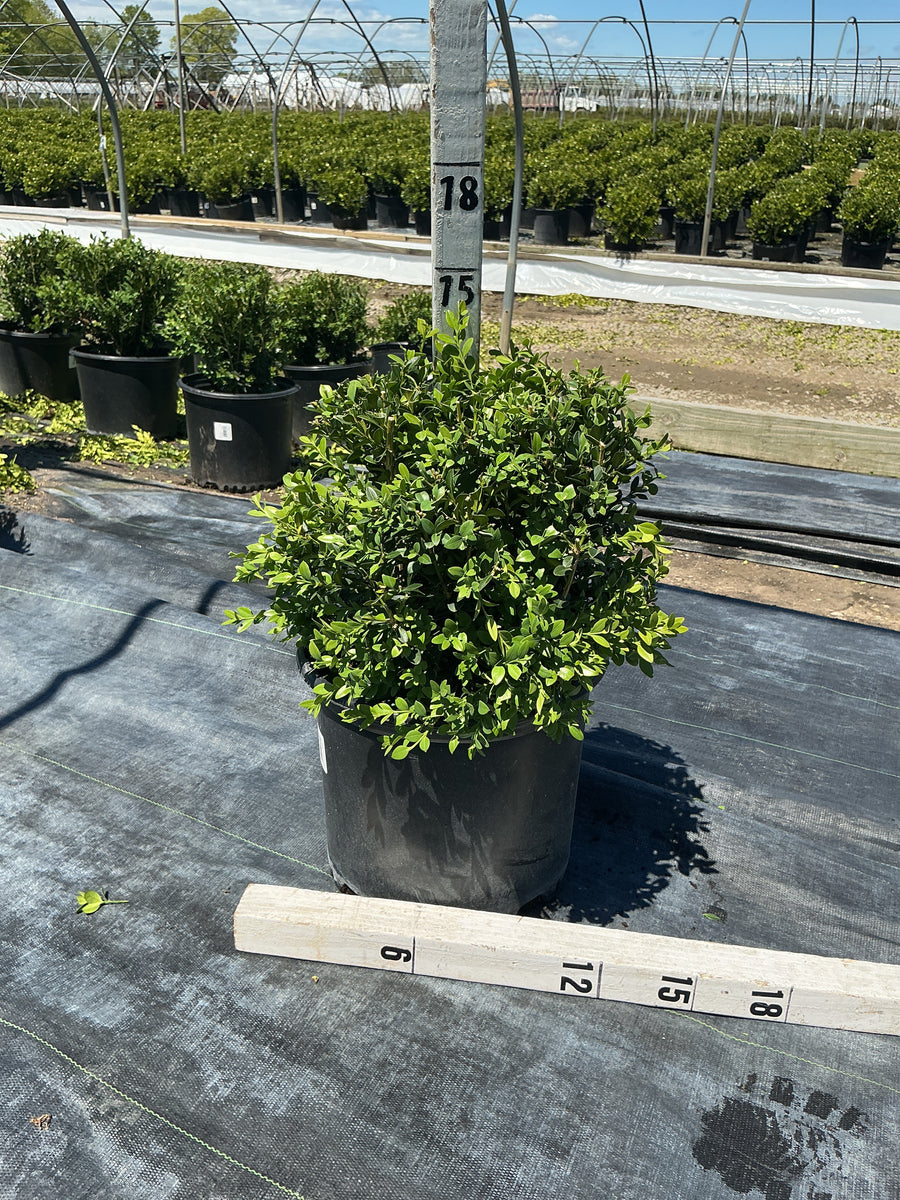 Buxus koreana x sempervirens 'Calgary' — G3