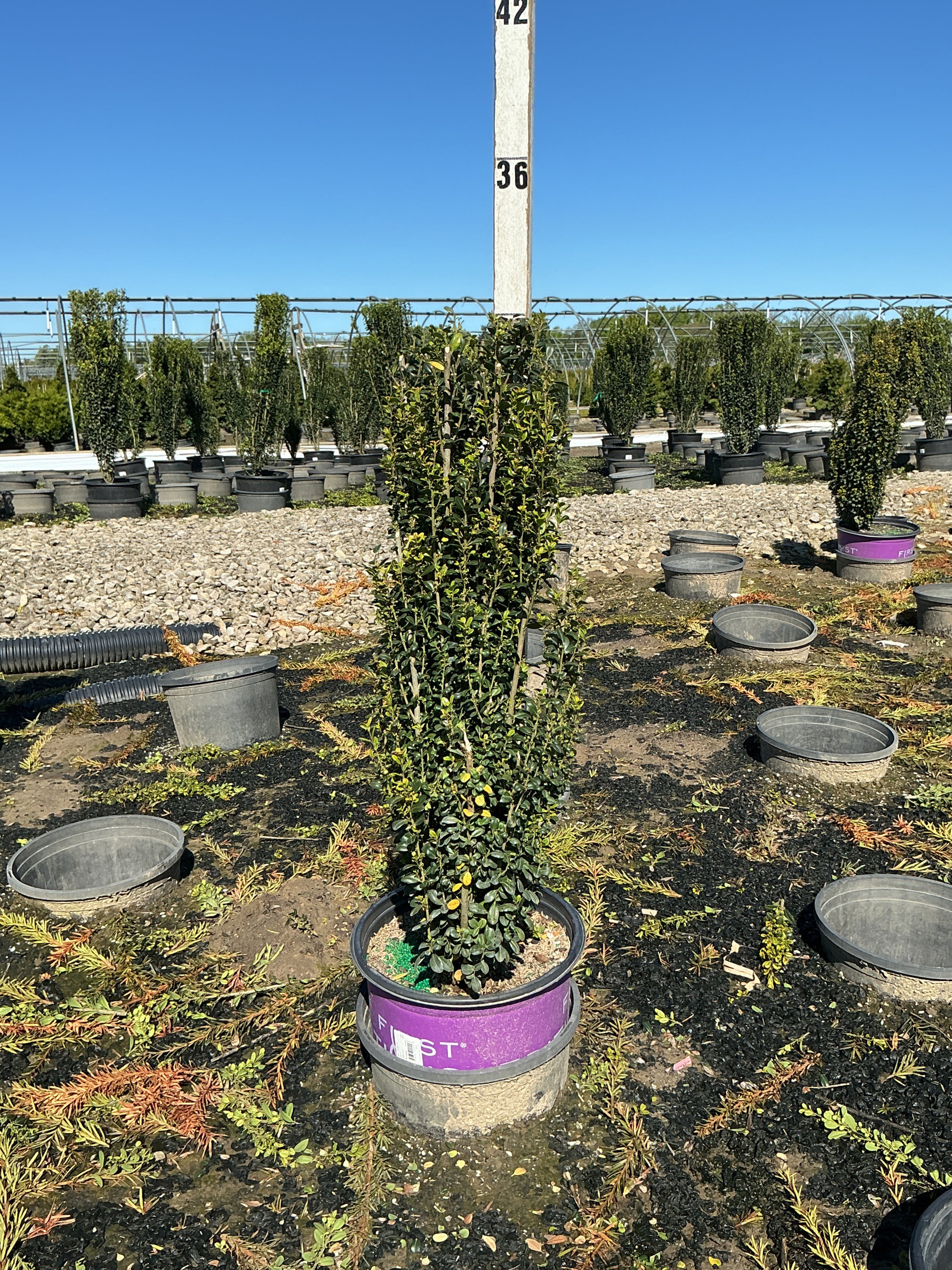 Ilex crenata 'Straight And Narrow'