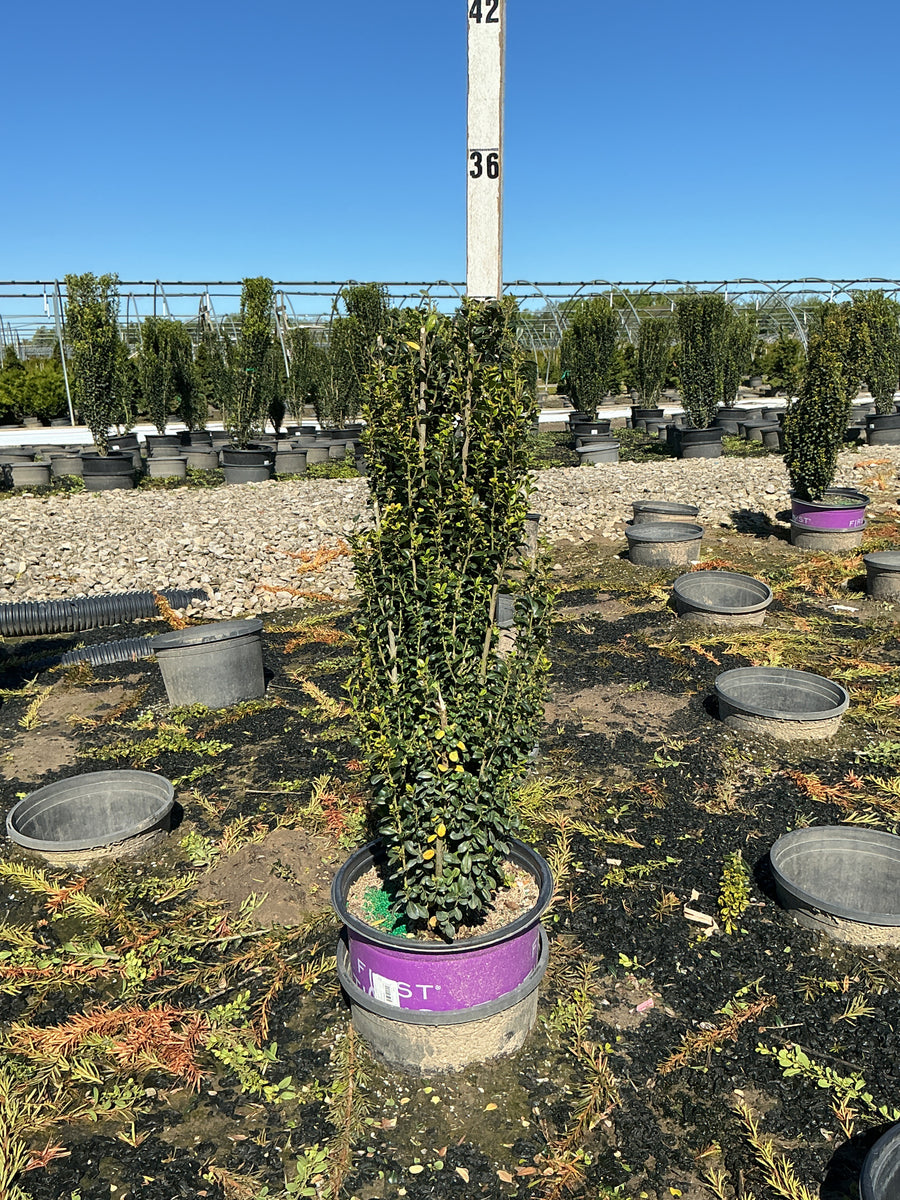 Ilex crenata 'Straight And Narrow' — G3 FE