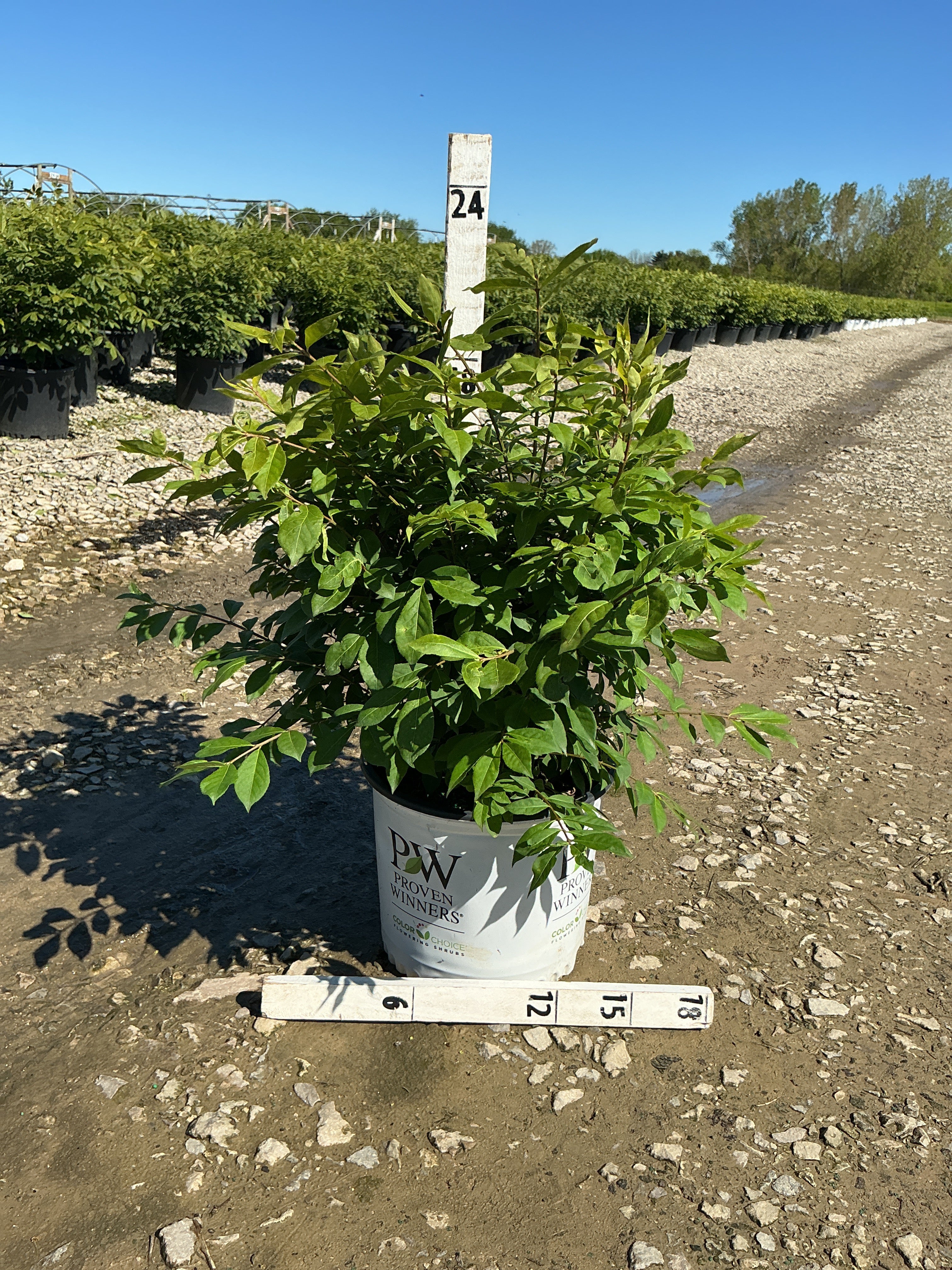Euonymus alatus Fire Ball Seedless®