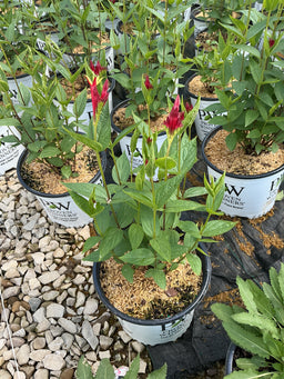 Spigelia M 'Apple Slices'