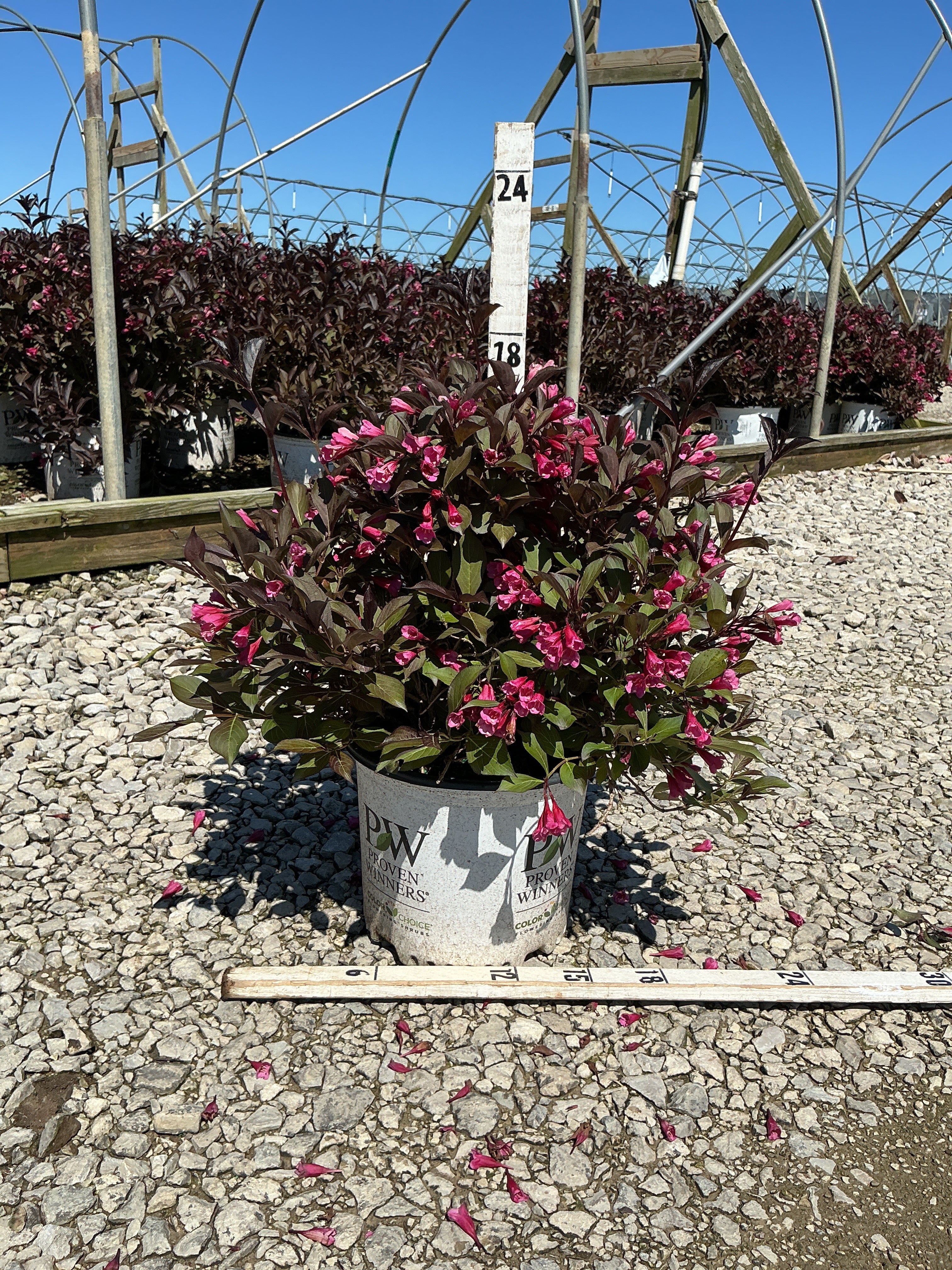 Weigela florida 'Wine & Roses'