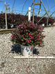 Weigela florida 'Wine & Roses'