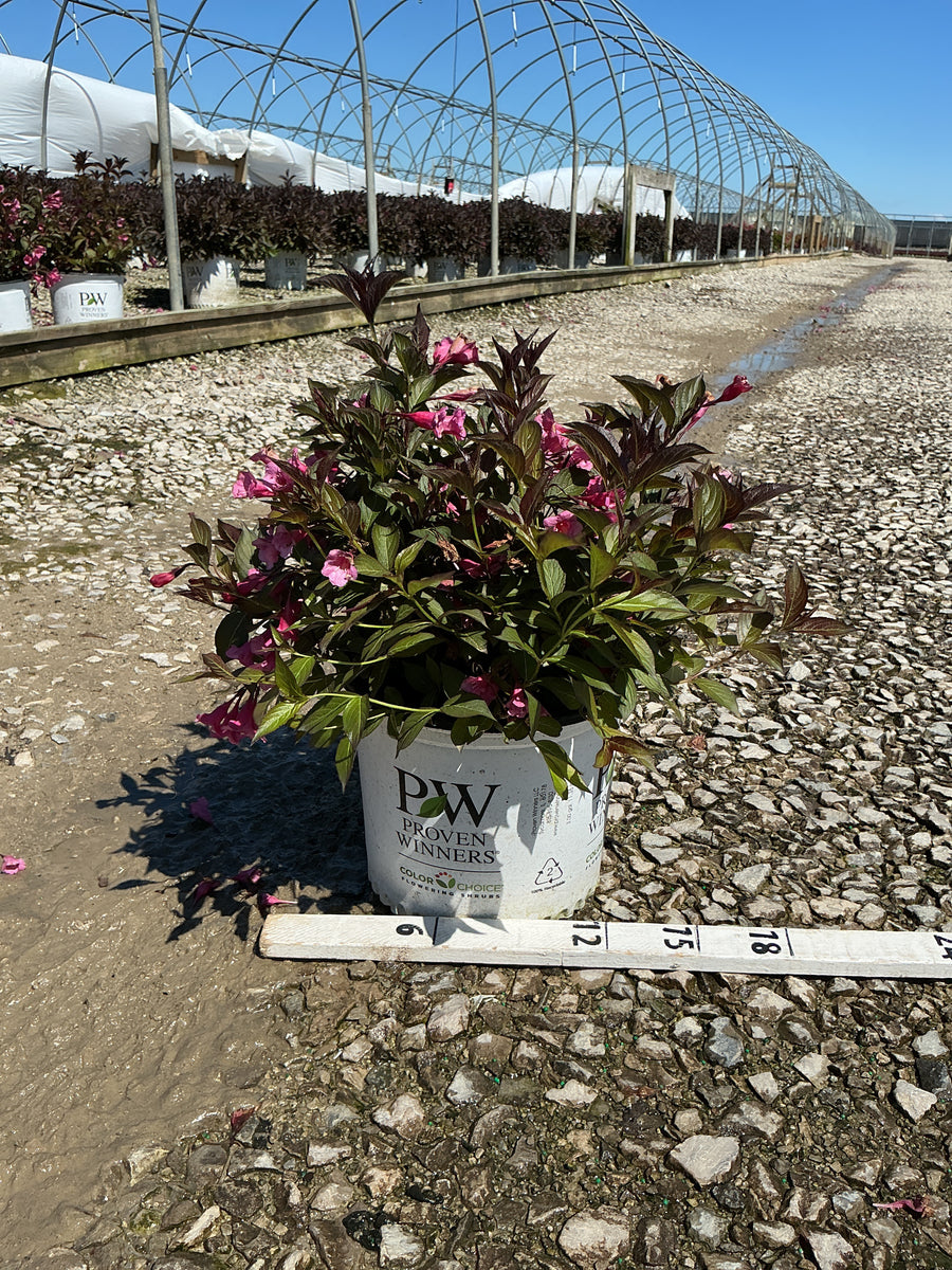 Weigela sonic 'Bloom Wine' — G3 15