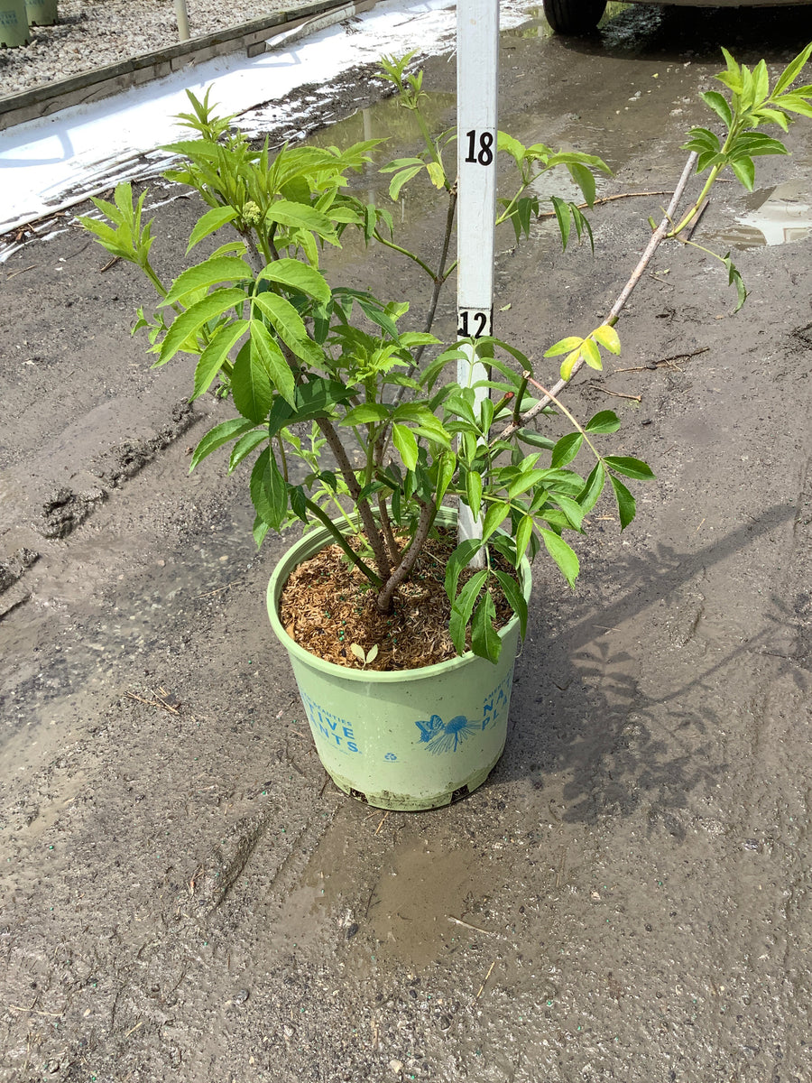 Sambucus canadensis 'Adams' — G3 AB