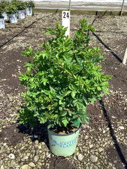 Rosa virginiana