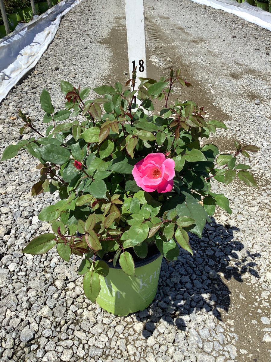 Rosa K.O 'Radcon' — G2