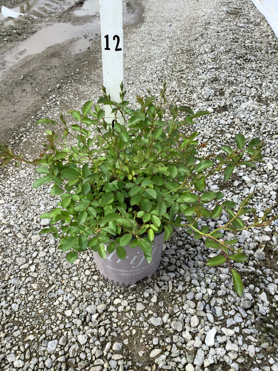 Rosa 'Drift Meijocos' — 19CM