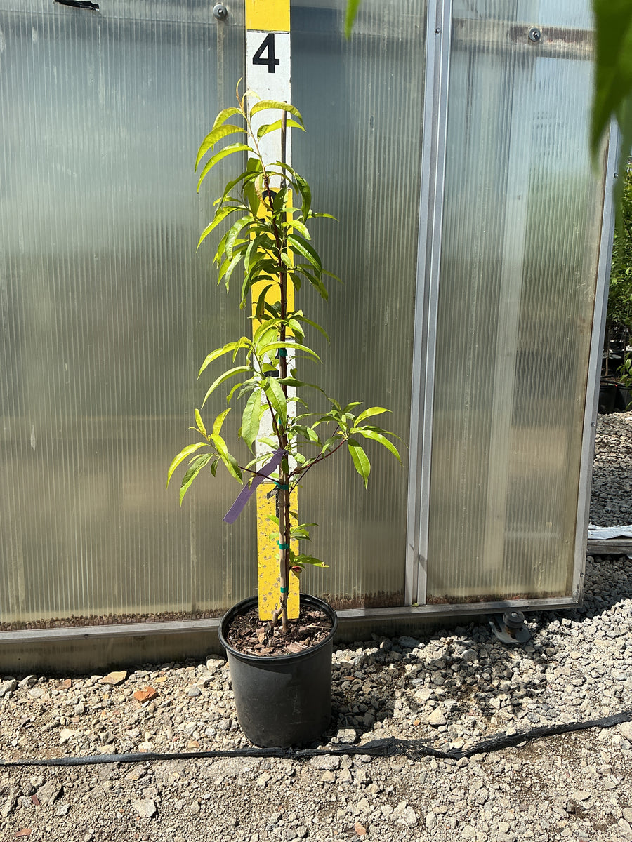 PRUNUS FRUIT - SUNCOAST
