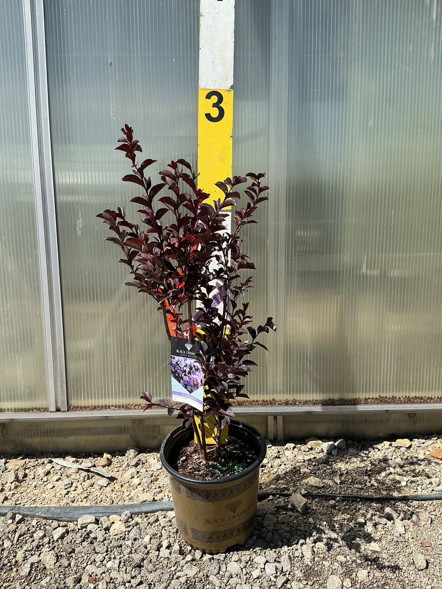 Lagerstroemia indica Black Diamond 'Purely Purple' — G3