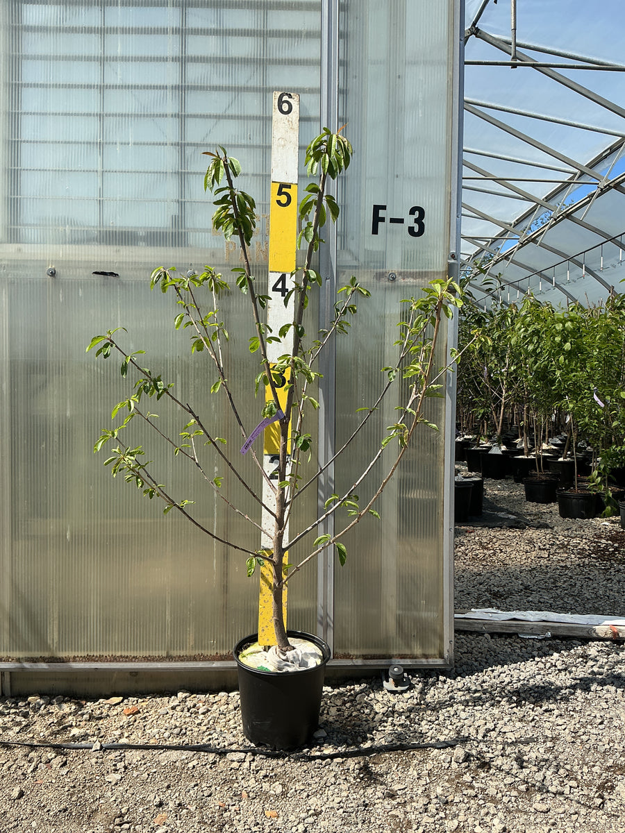 Prunus avium 'Sweetheart' — G5 60