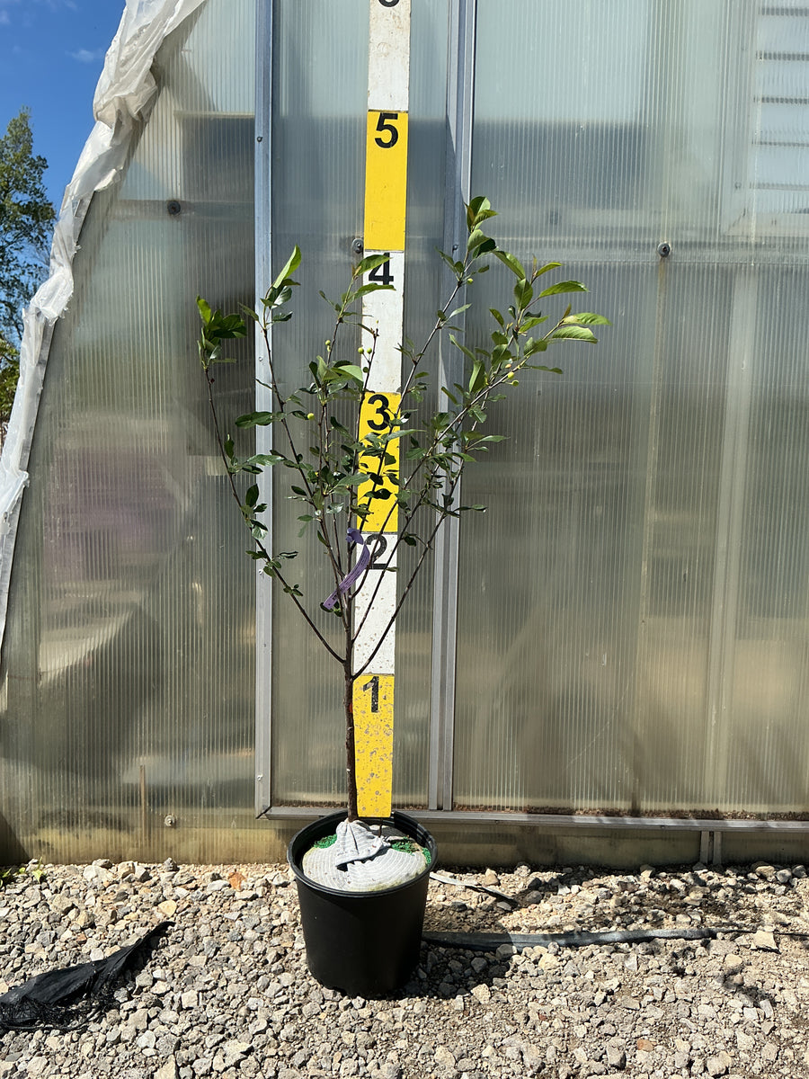 Prunus cerasus 'Montmorency' — G3 36