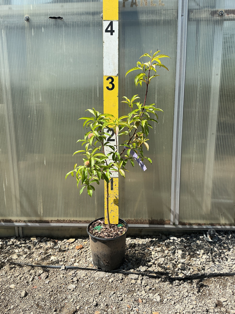 Prunus persica 'Bounty' — G3 36