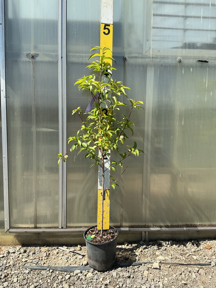Prunus persica 'Contender' — G3 36