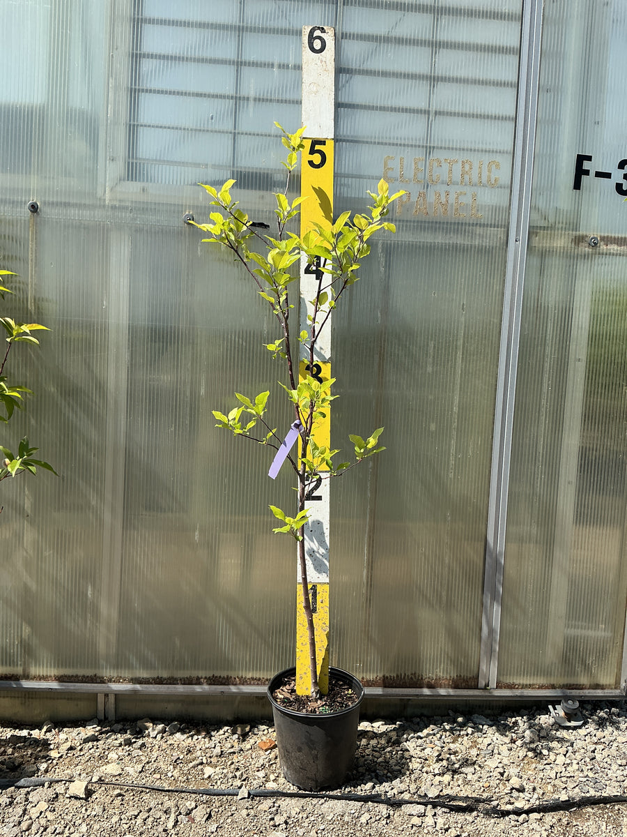 Malus 'Fruit Fuji' — G3 36