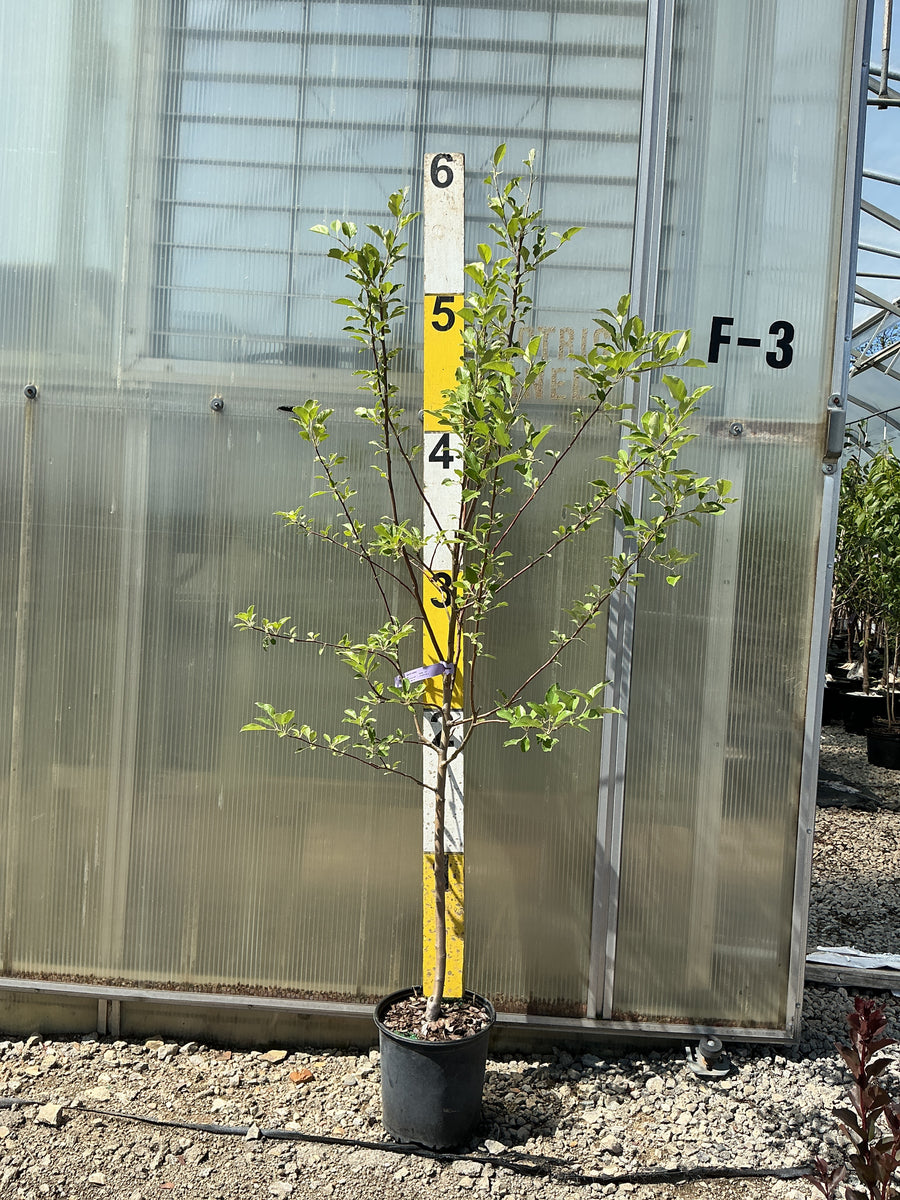 Malus 'Fruit Jonathan' — G3 36