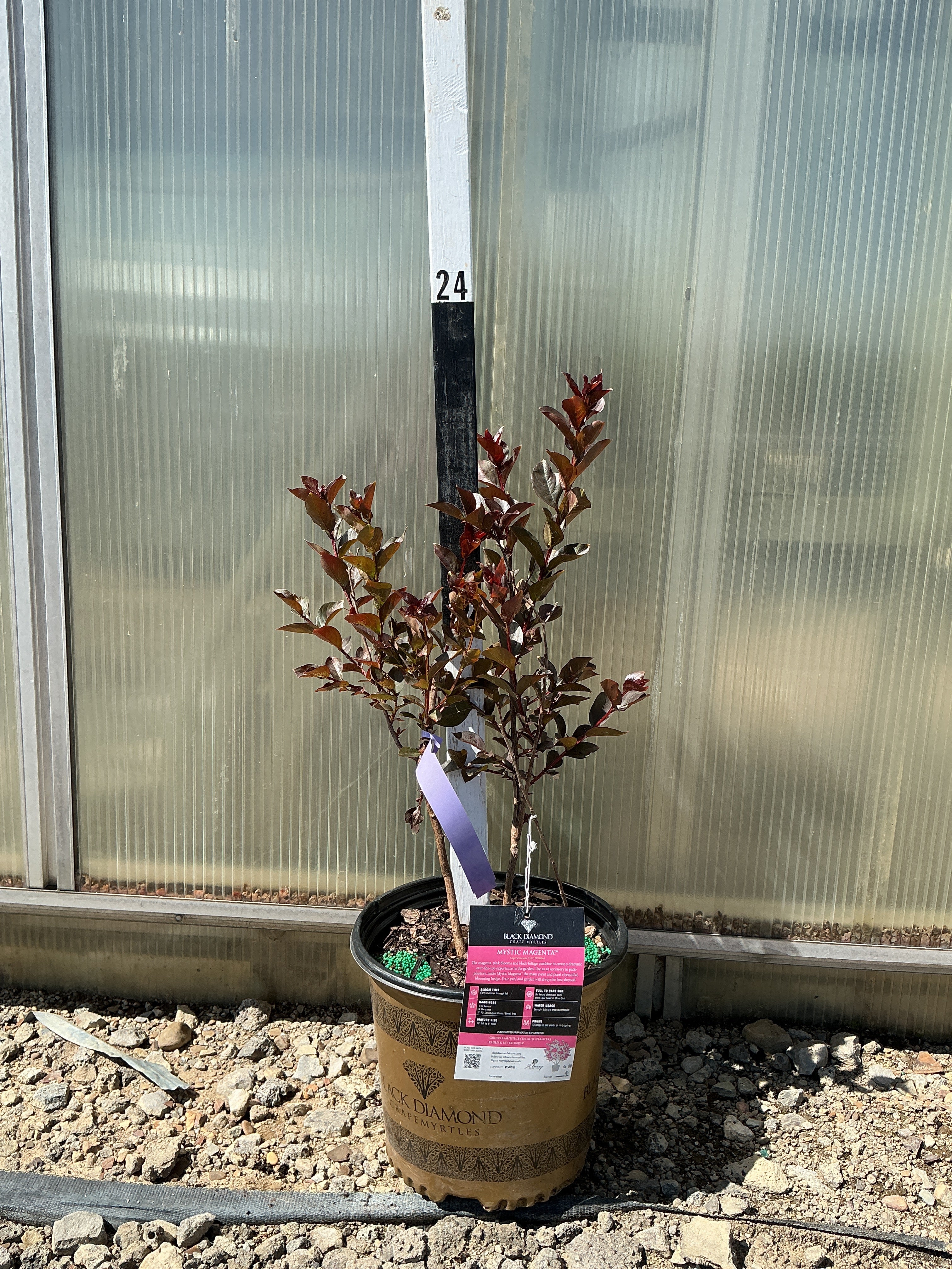 Lagerstroemia Black Diamond 'Mystic Magenta'