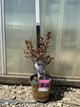 Lagerstroemia Black Diamond 'Mystic Magenta'