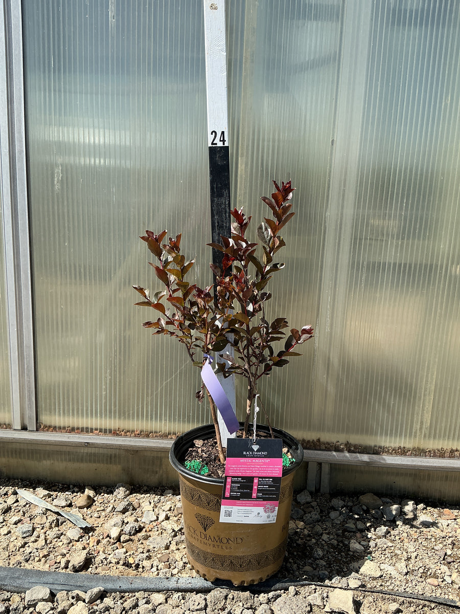 Lagerstroemia Black Diamond 'Mystic Magenta' — G3