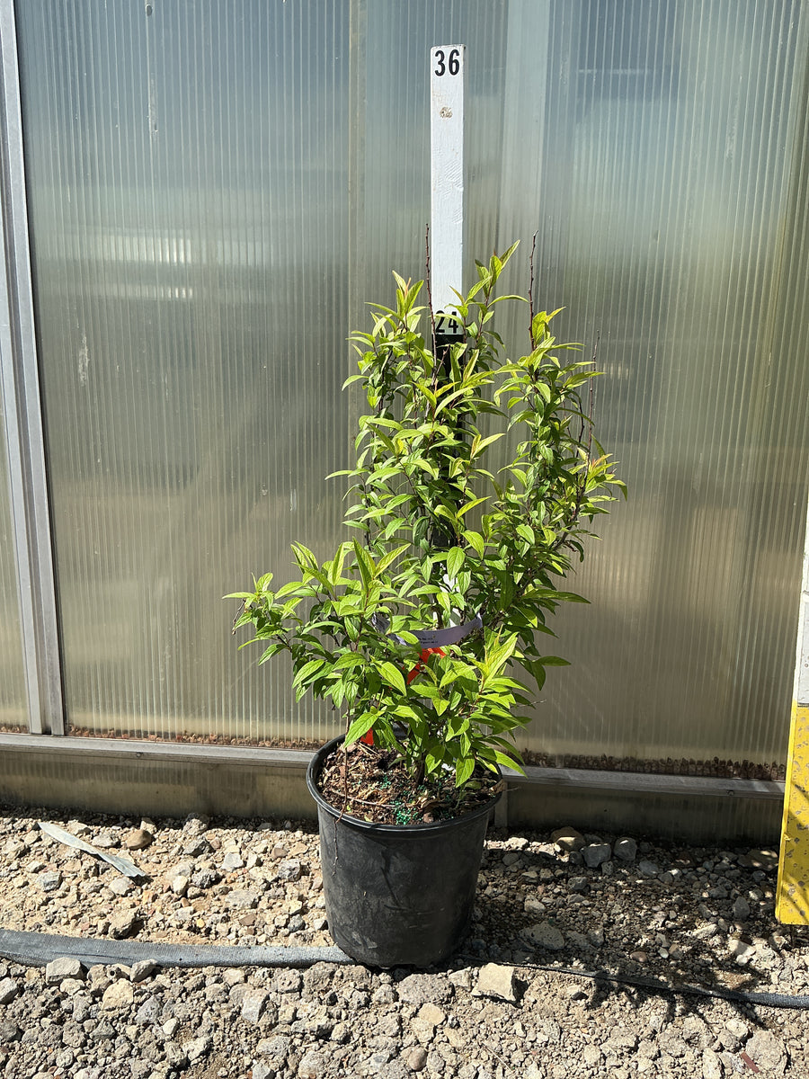 PRUNUS GLANDULOSA — G3